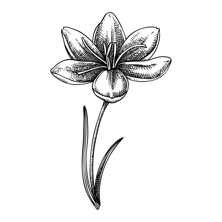 Saffron sketch. Crocus wildflower illustration. Vector spice plant drawing. Hand-drawn spring design element. NOT AI generated